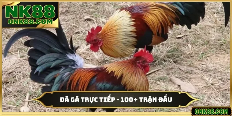 Đá Gà Trực Tiếp - Bùng Nổ Hơn 100+ Trận Đấu Tại Nhà Cái NK88