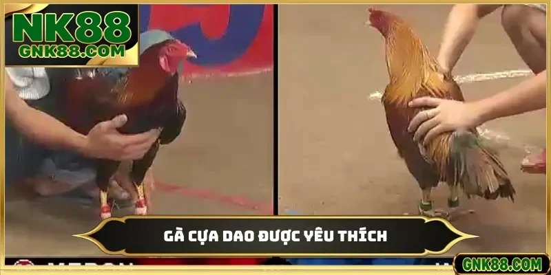 Gà cựa dao được yêu thích