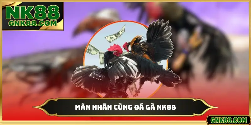 Mãn nhãn cùng đá gà NK88
