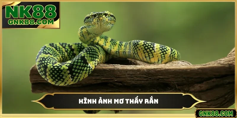 Hình ảnh mơ thấy rắn