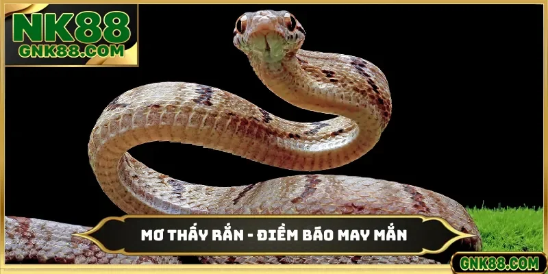 Mơ Thấy Rắn - Điềm Báo May Mắn Và Nhận Thưởng Ở Nhà Cái NK88
