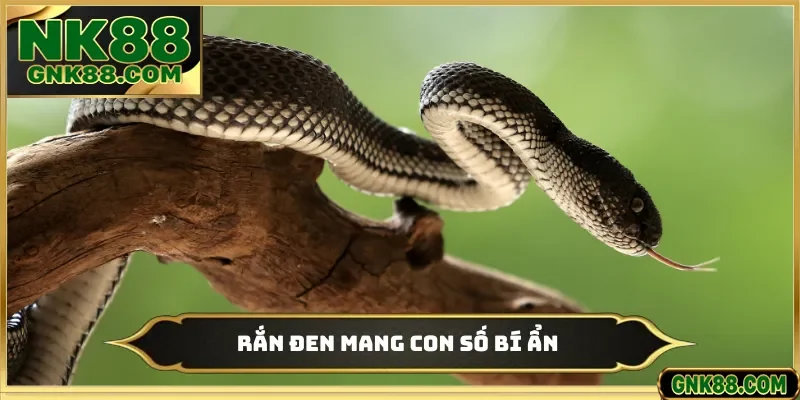 Rắn đen mang con số bí ẩn